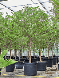 Tropical Black Olive Tree Bucida buceras 'Shady Lady' (800-900)