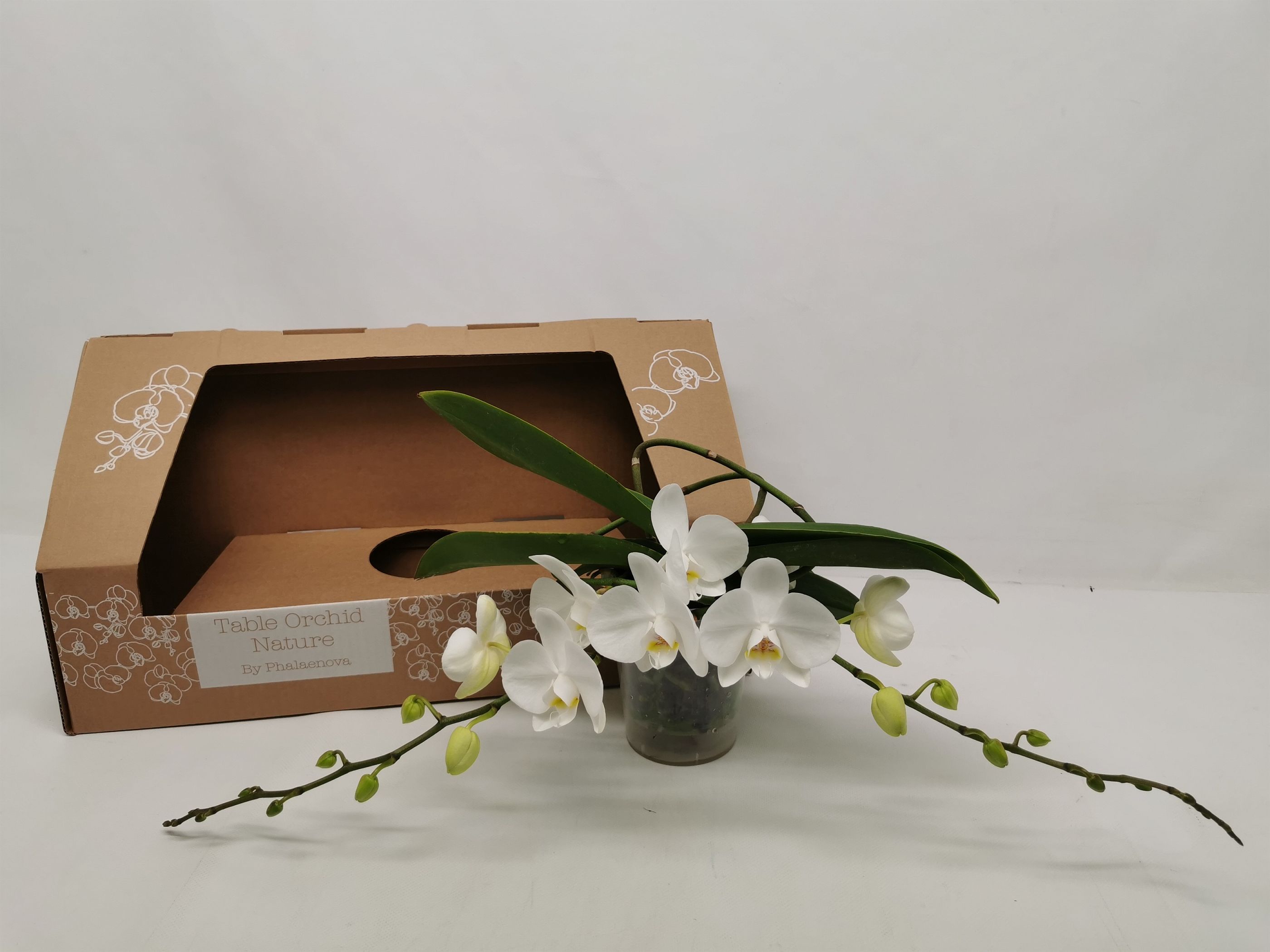 Phalaenopsis Table Orchid