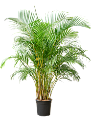Lush Areca Palm Dypsis (Areca) lutescens Indoor House Plants