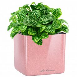 LECHUZA CUBE Glossy Kiss Square Poly Resin Indoor Self-watering Planter LECHUZA CUBE Glossy Kiss Square Poly Resin Indoor Self-watering Planter