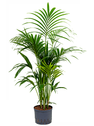 Lush Sentry Palm Kentia (Howea) forsteriana Indoor House Plants