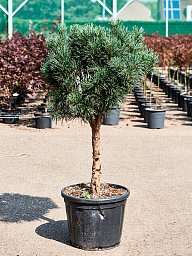 Showy Scots Pine Pinus sylvestris 'Glauca' (170-190) Outdoor Plants