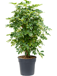 Easy-Care Umbrella Tree Schefflera arboricola 'Compacta' Tall Indoor House Plants Trees