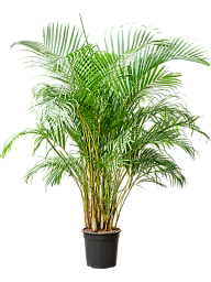 Lush Areca Palm Dypsis (Areca) lutescens Indoor House Plants