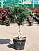 Showy Scots Pine Pinus sylvestris 'Glauca' (170-190) Outdoor Plants