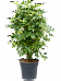 Easy-Care Umbrella Tree Schefflera arboricola 'Compacta' Tall Indoor House Plants Trees