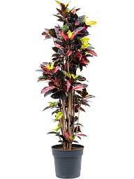 Colorful Croton (Codiaeum) variegatum 'Mrs. Iceton' Indoor House Plants