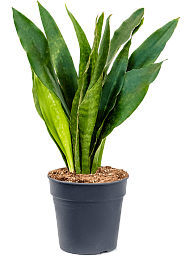 Easy-Care Snake Plant Sansevieria trifasciata 'Jade' Snake Plant Indoor House Plants