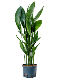 Shade-loving Cast Iron Plant Aspidistra elatior Indoor House Plants