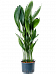 Shade-loving Cast Iron Plant Aspidistra elatior Indoor House Plants