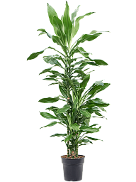 Vibrant Corn Plant Dracaena fragrans 'Burundii' Tall Indoor House Plants Trees
