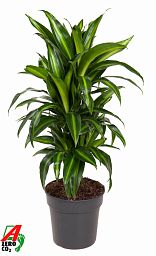 Elegant Corn Plant Dracaena fragrans 'Hawaiian Sunshine' Indoor House Plants