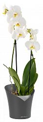 Blooming Phalaenopsis Orchid in LECHUZA ORCHIDEA Self-watering Planter, Total Height 65 cm
