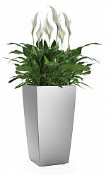 Blooming Spathiphyllum Sweet Chico in LECHUZA CUBICO Self-watering Planter, Total Height 80 cm