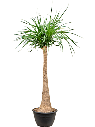 Tropical Ponytail Palm Beaucarnea recurvata Tall Indoor House Plants Trees