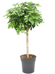 Delicate Umbrella Tree Schefflera arboricola 'Gold Capella' Indoor House Plants
