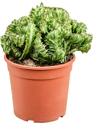 Vibrant African Milk Tree Euphorbia lactea 'Cristata' (50-70) Indoor House Plants