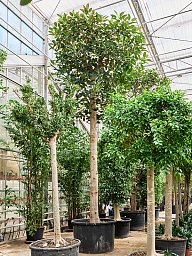 Lush Moreton Bay Fig Ficus macrophylla Tall Indoor House Plants Trees