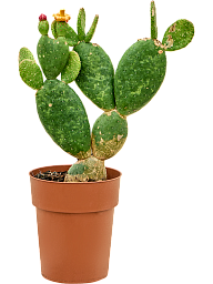 Easy-Care Bunny Ears Opuntia inamoena Indoor House Plants
