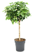 Delicate Umbrella Tree Schefflera arboricola 'Gold Capella' Indoor House Plants